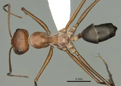 Cataglyphis urens - CASENT0280327