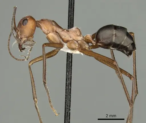 Cataglyphis urens - CASENT0280327