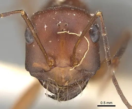 Cataglyphis urens - CASENT0922339