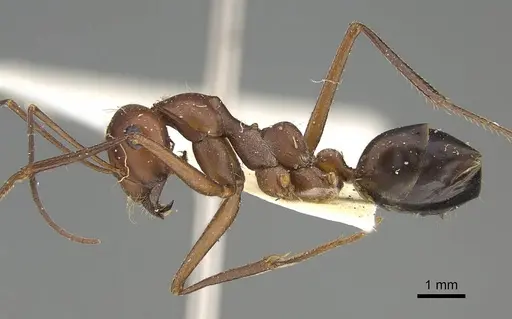 Cataglyphis urens - CASENT0922339