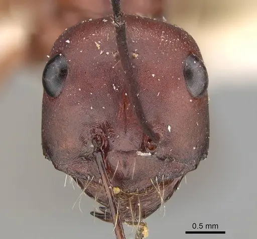 Cataglyphis urens - CASENT0922340