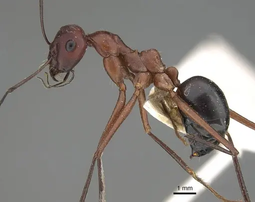 Cataglyphis urens - CASENT0922340