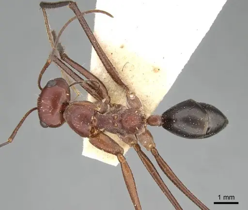 Cataglyphis urens - CASENT0922341