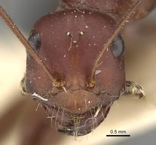 Cataglyphis urens - CASENT0922341