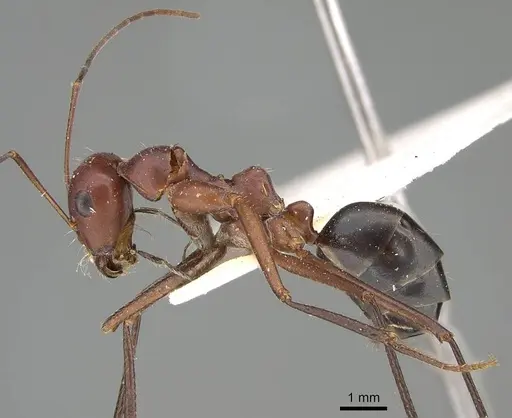 Cataglyphis urens - CASENT0922341