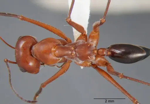 Cataglyphis urens - CDA000060