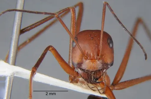 Cataglyphis urens - CDA000060