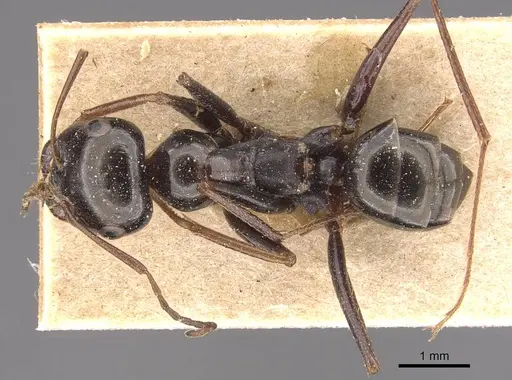 Cataglyphis vaucheri specimen