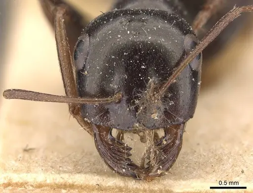 Cataglyphis vaucheri specimen
