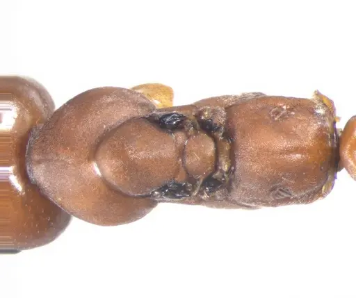 Cataglyphis velox specimen