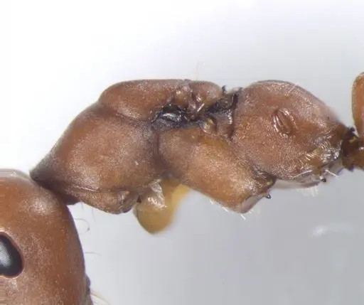 Cataglyphis velox specimen