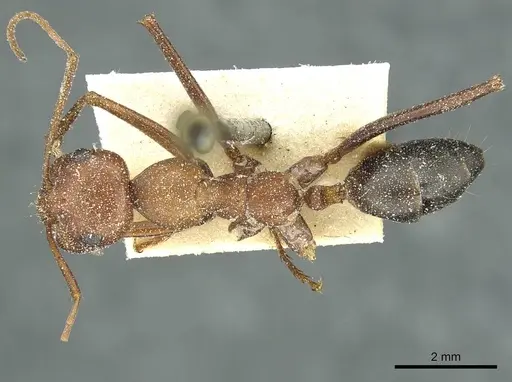 Cataglyphis velox - CASENT0912234