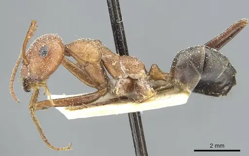 Cataglyphis velox - CASENT0912234