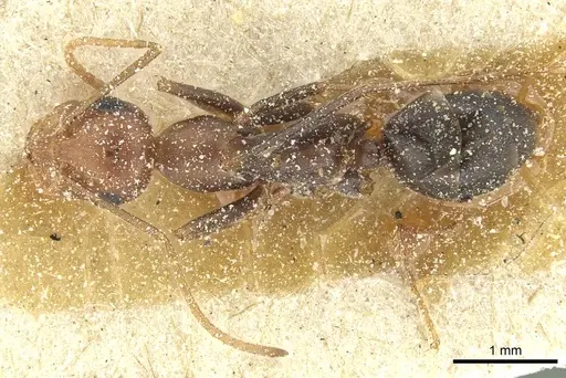 Cataglyphis velox - CASENT0912235