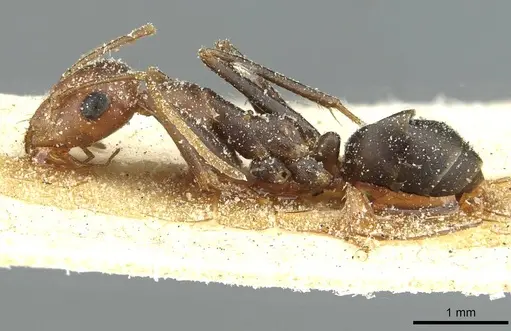 Cataglyphis velox - CASENT0912235