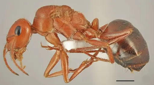 Cataglyphis viaticoides specimen