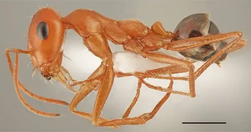 Cataglyphis viaticoides - CASENT0763858