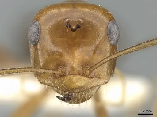 Cataglyphis viaticoides - CASENT0906298