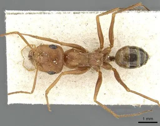 Cataglyphis viaticoides - CASENT0911104