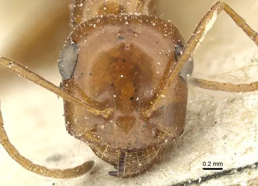 Cataglyphis viaticoides - CASENT0912236