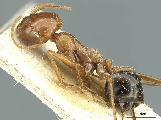 Cataglyphis viaticoides - CASENT0912236