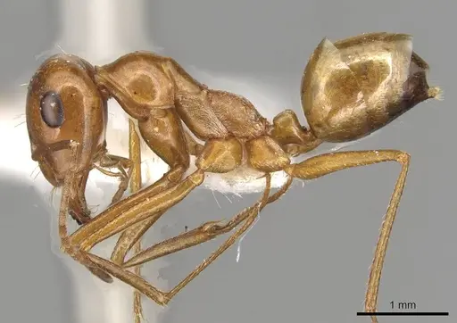 Cataglyphis viaticoides - CASENT0915503