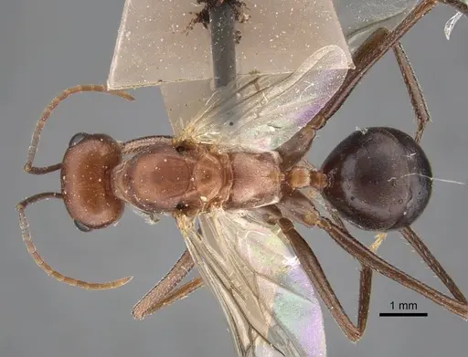 Cataglyphis zakharovi specimen