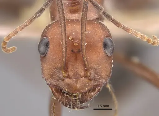 Cataglyphis zakharovi specimen