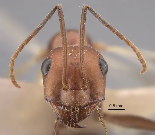 Cataglyphis zakharovi specimen