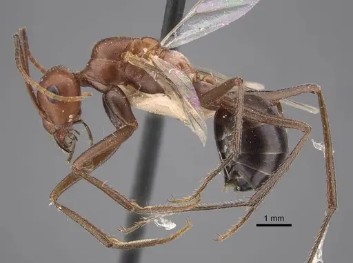 Cataglyphis zakharovi - CASENT0917489