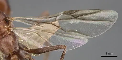 Cataglyphis zakharovi - CASENT0917489