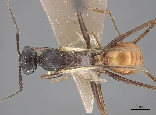 Cataglyphis zakharovi - CASENT0917490