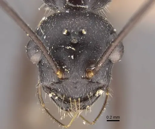 Cataglyphis zakharovi - CASENT0917490