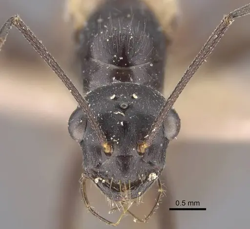 Cataglyphis zakharovi - CASENT0917490