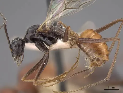 Cataglyphis zakharovi - CASENT0917490