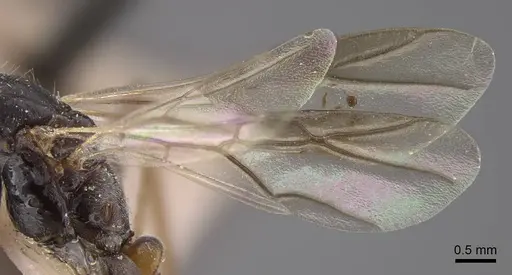 Cataglyphis zakharovi - CASENT0917490