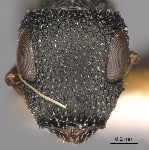 Cataulacus adpressus specimen