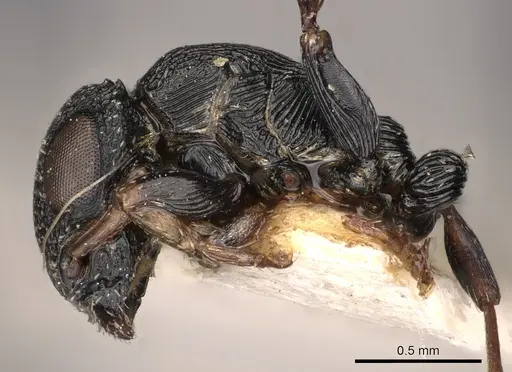 Cataulacus adpressus specimen