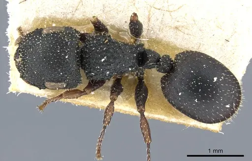 Cataulacus bequaerti specimen