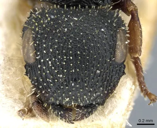 Cataulacus bequaerti specimen