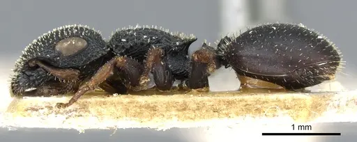 Cataulacus bequaerti specimen