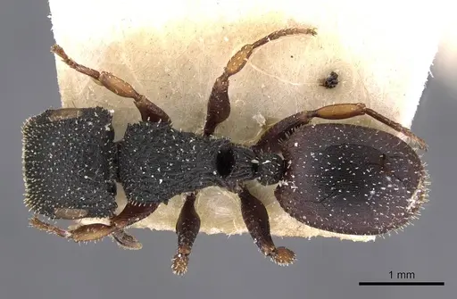 Cataulacus bequaerti - CASENT0909221