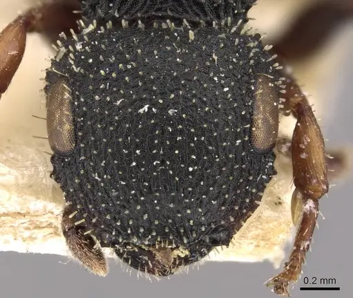 Cataulacus bequaerti - CASENT0909221