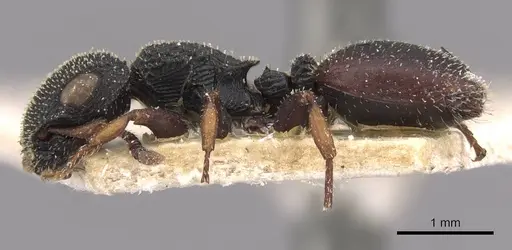 Cataulacus bequaerti - CASENT0909221