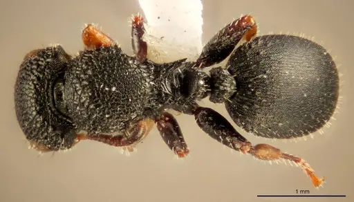 Cataulacus bequaerti - ZMUC00045112