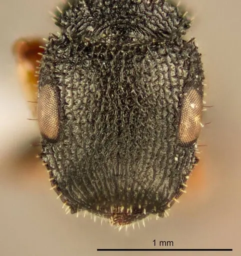 Cataulacus bequaerti - ZMUC00045112