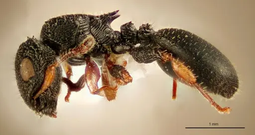 Cataulacus bequaerti - ZMUC00045112