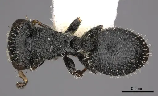 Cataulacus boltoni specimen