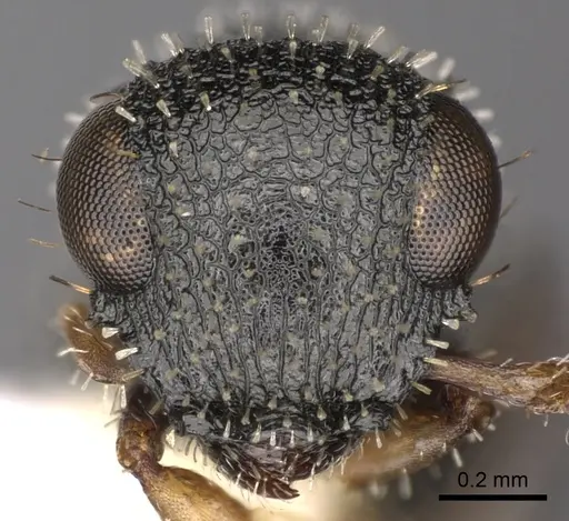 Cataulacus boltoni specimen