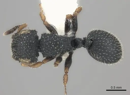 Cataulacus brevisetosus specimen